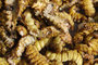 Cut Silkworm Grubs
