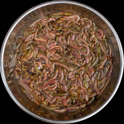 Not for the Squeamish