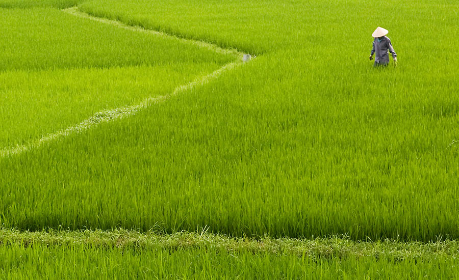 Rice Fields