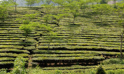 Tea Plantation