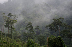 Central Jungle