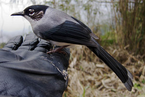 Sample image from gallery