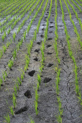 Rice Field Footsteps