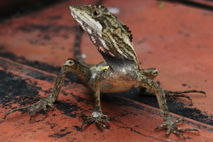 Sample image from gallery