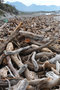Driftwood