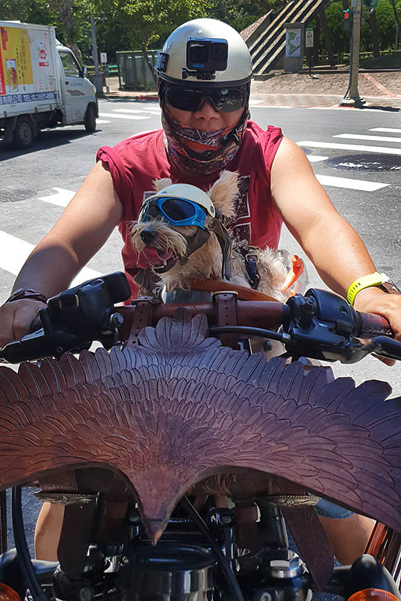 Dog Biker
