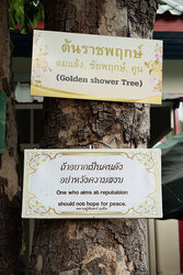 Golden Shower Tree