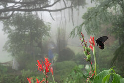 Butterfly in Mountain Mist