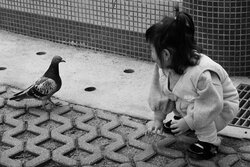 Pigeon Friend