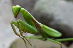 Praying Mantis