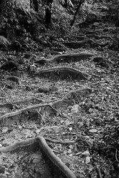 Roots Staircase