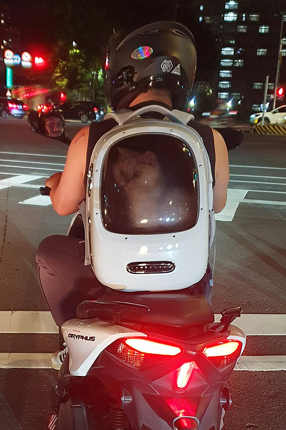 Cat Carrier