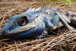 Sample image from gallery