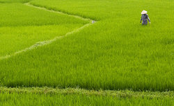 Rice Fields